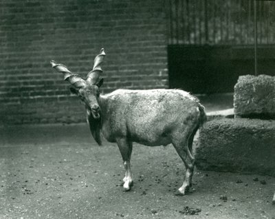 Ein Markhor im Londoner Zoo, Juni 1914 von Frederick William Bond